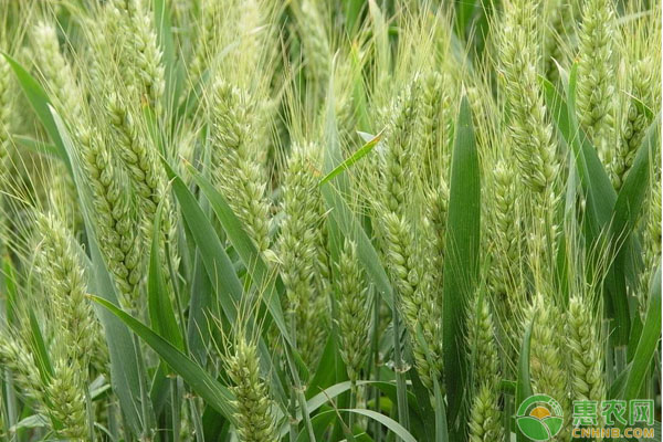 山東小麥種植具體時(shí)間