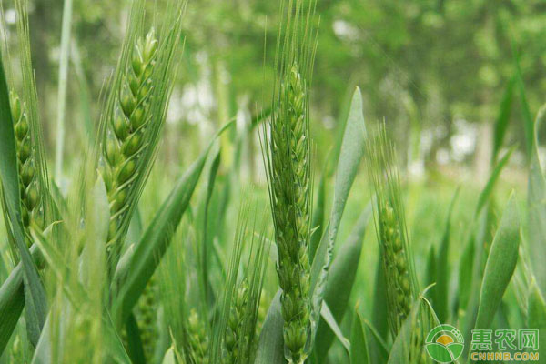 山東小麥種植時(shí)間