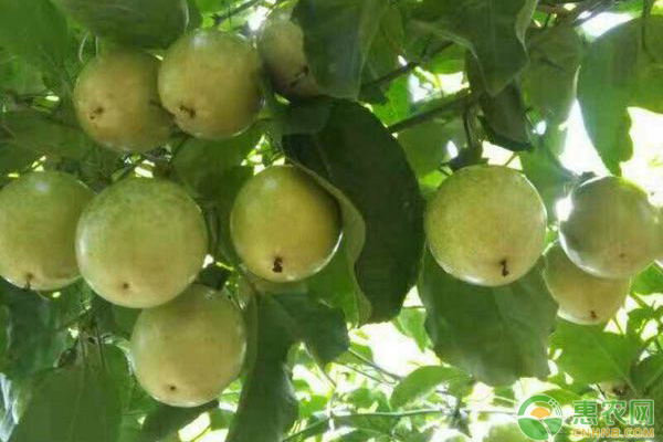 百香果種植需要注意什么？百香果種植所需氣候條件分析