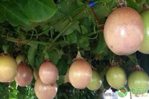 百香果种植技术与管理图片