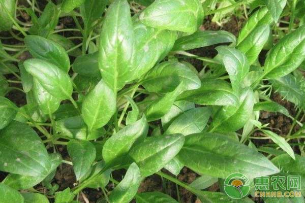 菠菜種植方法