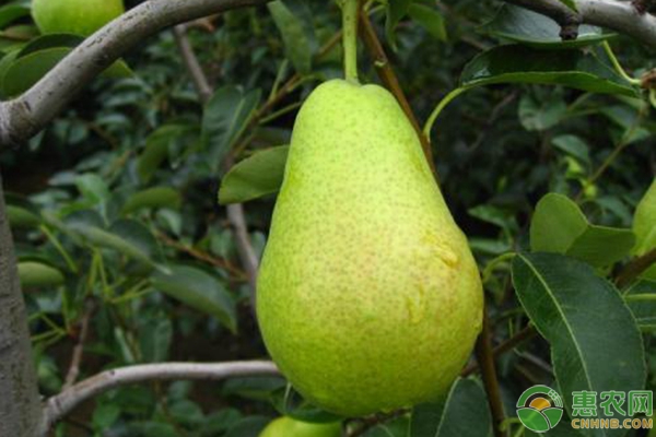 三季梨種植技術(shù)
