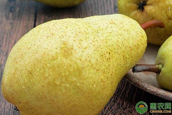 三季梨種植技術(shù)