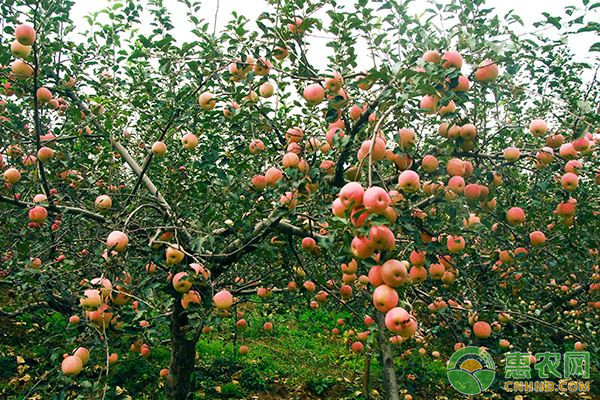 蘋果高紡錘形樹形的培養(yǎng)與修剪方法