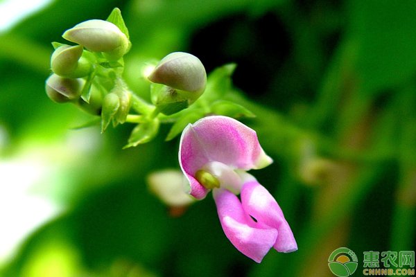 花形優(yōu)美的香豌豆栽培養(yǎng)護(hù)技巧