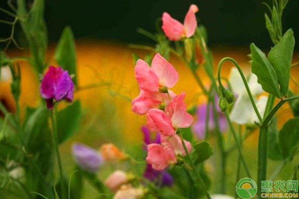 香豌豆怎么養(yǎng)？花形優(yōu)美的香豌豆栽培養(yǎng)護(hù)技巧