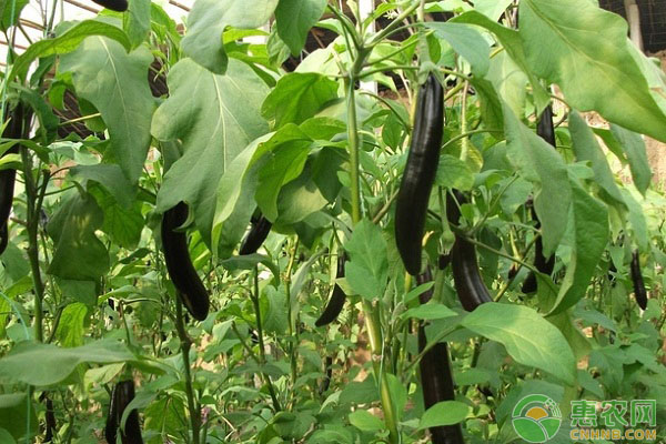 茄子如何整枝才能高產(chǎn)？茄子整枝的三種方法及注意事項(xiàng)