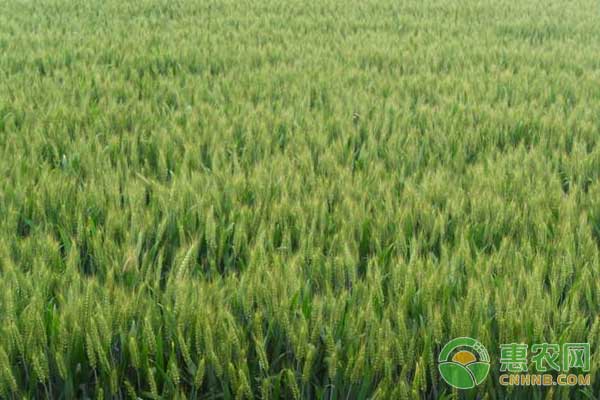 小麥高產(chǎn)種植方法