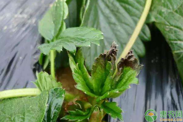 草莓缺鈣的預防方法與補救措施