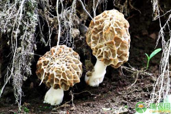 羊肚菌無公害種植技術(shù)