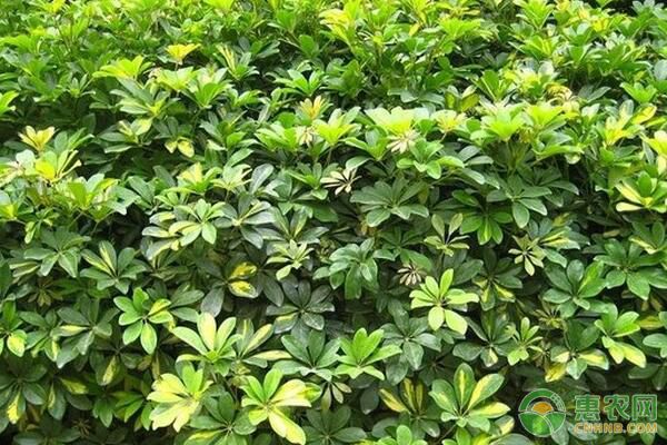鵝掌柴如何繁殖？鵝掌柴病蟲害防治栽培技術