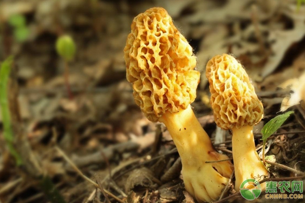 羊肚菌無公害種植技術(shù)