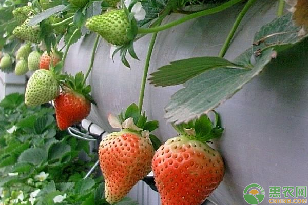草莓種植根系養(yǎng)護(hù)技巧
