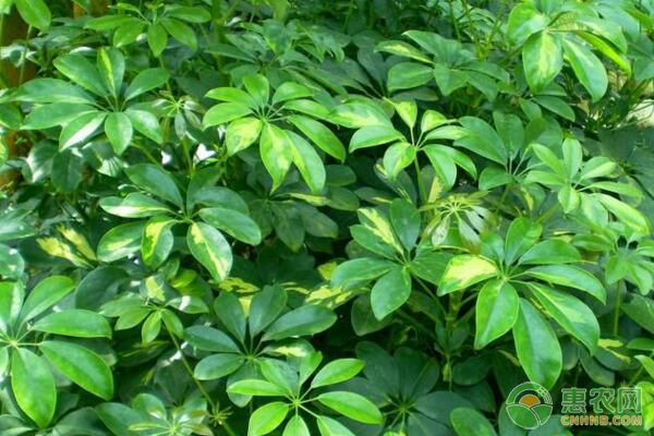 鵝掌柴如何繁殖？鵝掌柴病蟲害防治栽培技術