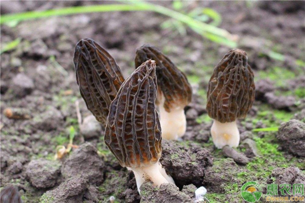 羊肚菌無公害種植技術(shù)