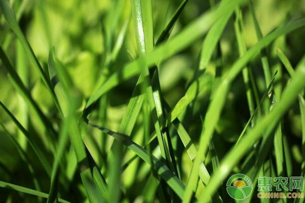秋季種植韭菜注意事項