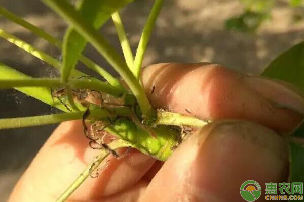 梨園發(fā)生梨木虱怎么辦？遼寧凌源梨園梨木虱的防治方法