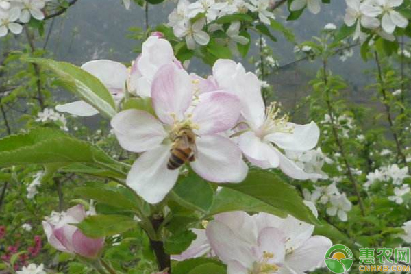 蘋果園專用授粉樹配植技術(shù)