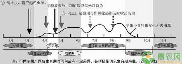 蘋果園2種常見卷葉蛾害蟲的危害特點(diǎn)與防治技術(shù)