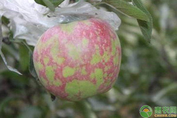 花臉病有什么表現(xiàn)？
