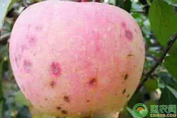 蘋果園2種常見卷葉蛾害蟲的危害特點(diǎn)與防治技術(shù)