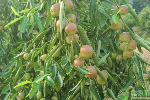 棗園桃小食心蟲(chóng)的發(fā)生規(guī)律及防治措施