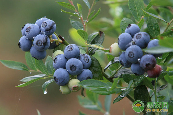 栽植藍莓大缽苗應(yīng)當(dāng)注意什么？藍莓大缽苗栽植注意事項