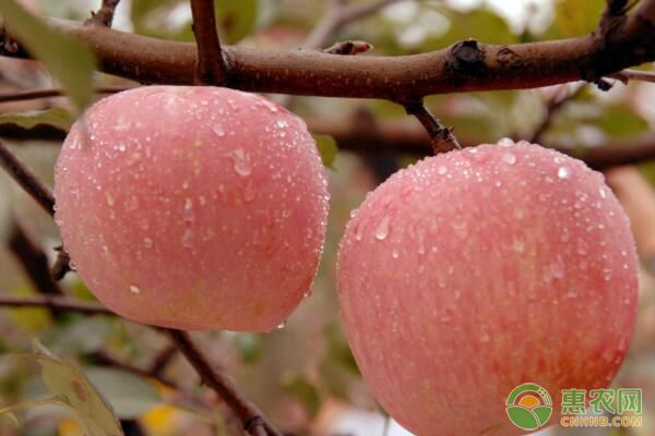 蘋果樹(shù)缺素有哪些癥狀？蘋果樹(shù)缺素診斷方法