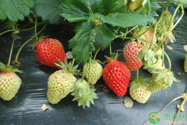 草莓種植增產(chǎn)提質(zhì)施肥大全