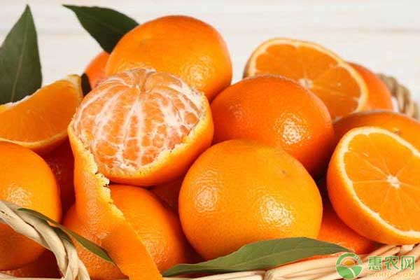 正值柑橘褐斑病高發(fā)時(shí)期，它和炭疽病有什么區(qū)別？怎么防治？