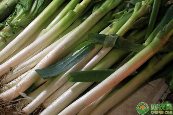 大蔥白如何高產種植？大蔥白四大增產科學種植技巧