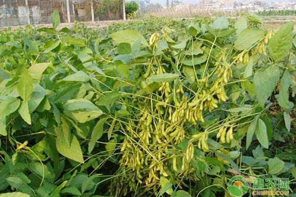 大豆種植