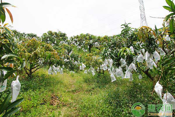 提高果樹嫁接成活率的六個(gè)方法，看你用對了沒？