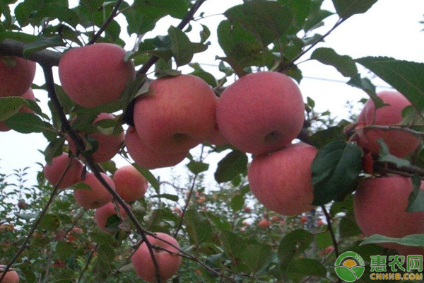 蘋果園省力化花果期管理技術(shù)