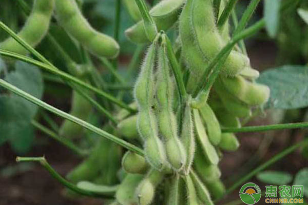 大豆種植管理要點