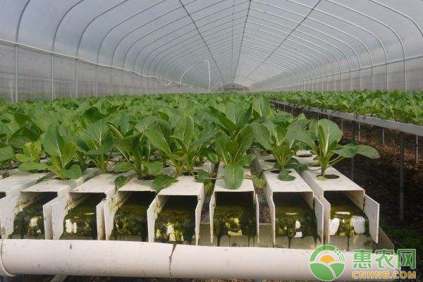大白菜怎么種？大白菜高產(chǎn)的三個(gè)關(guān)鍵技術(shù)解析
