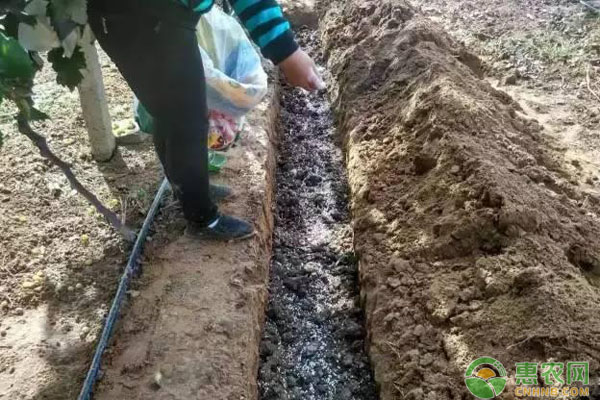 葡萄秋施基肥時間