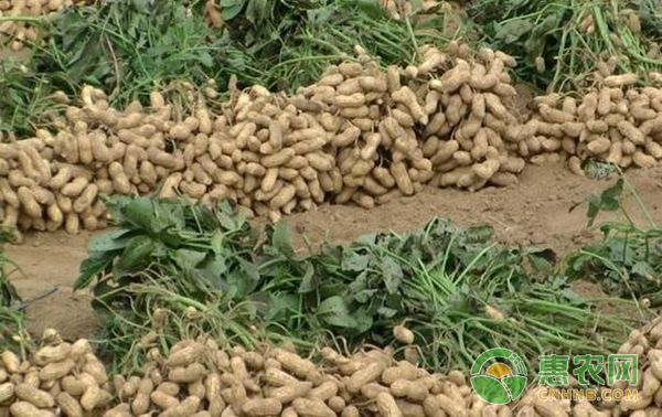 花生種植技術(shù)
