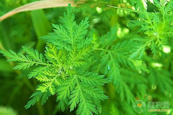 如何利用青蒿作砧木嫁接培育高大造型菊花？