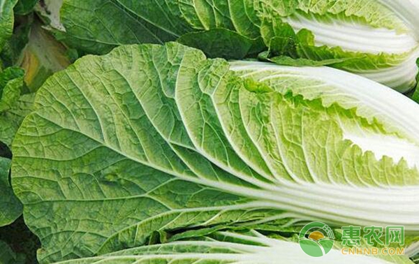 白菜高產(chǎn)種植要點(diǎn)