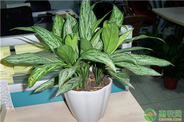 綠植推薦