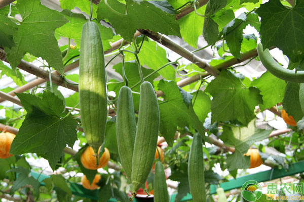 秋冬絲瓜種植管理要點