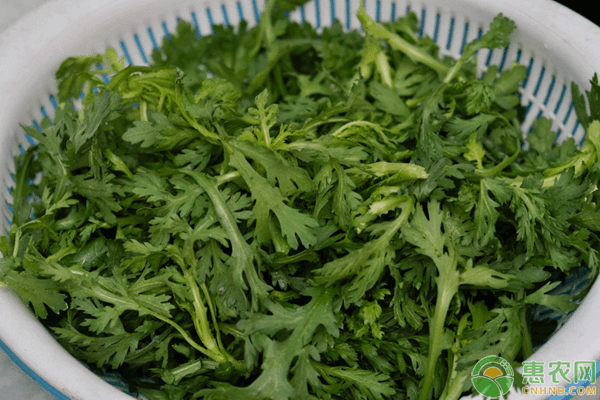 茼蒿種植技術(shù)