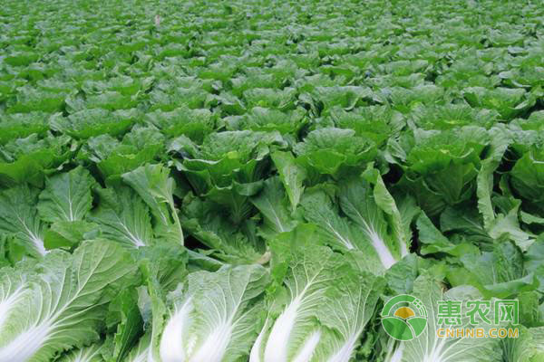 白菜高產(chǎn)種植要點(diǎn)