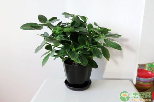 好養(yǎng)綠色植物有哪些