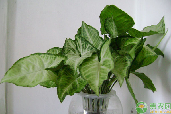 綠色植物