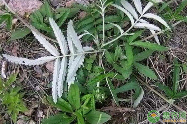 翻白草能治糖尿病吗？多少钱一斤？如何种好翻白草？