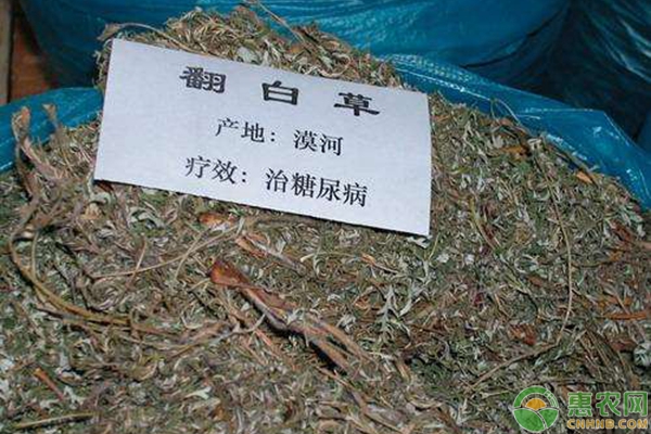 翻白草能治糖尿病吗？多少钱一斤？如何种好翻白草？
