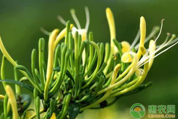 金銀花怎么修剪？了解這4個(gè)修剪方法，讓你的金銀花爆盆生長(zhǎng)