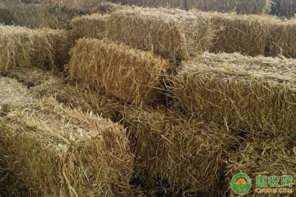 青玉米秸稈制作成青貯飼料過(guò)程中有哪些注意事項(xiàng)？